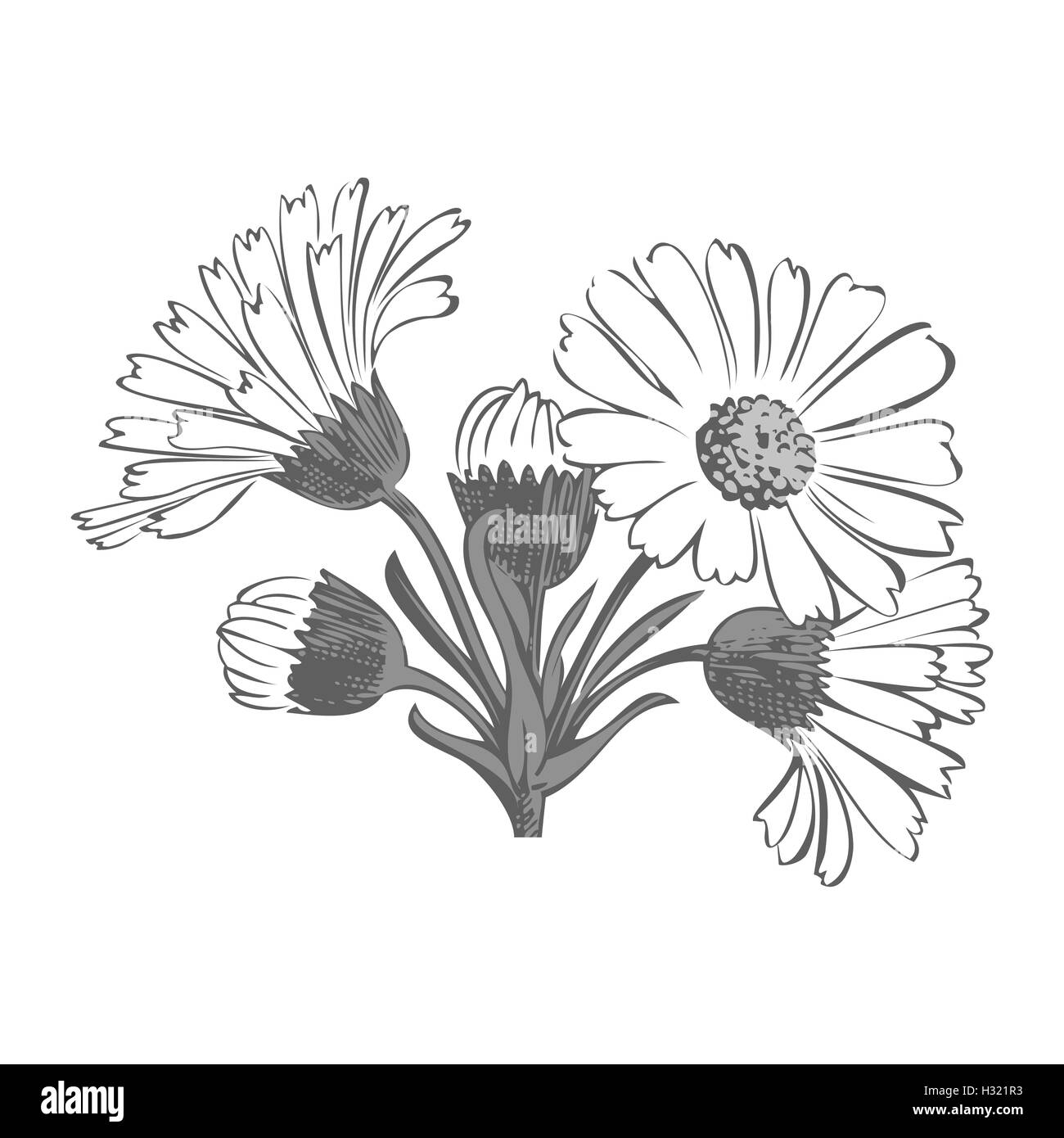 Hand drawn bouquet of daisy flowers isolated on white background Stock