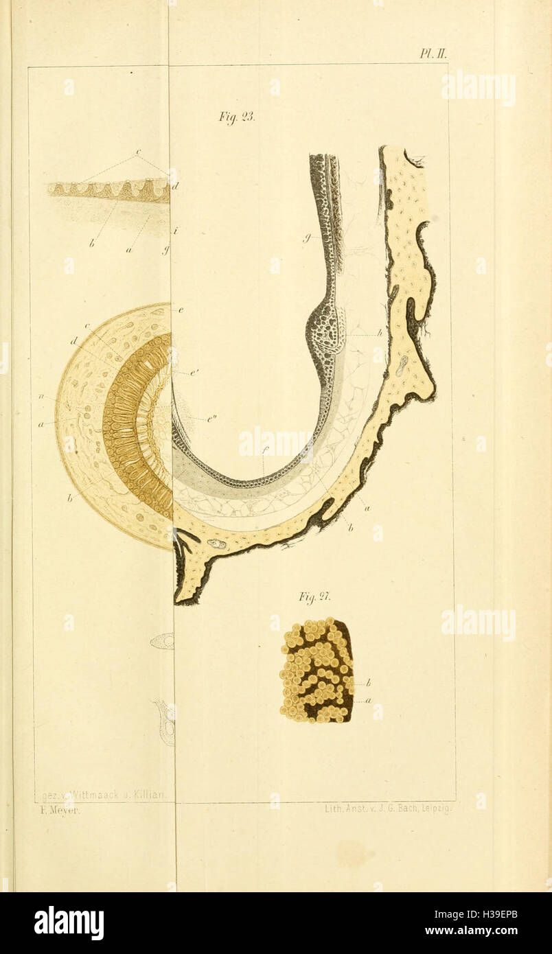 Tudes Histologiques Sur La Labyrinthe Membraneux Et Plus Sp Cialement