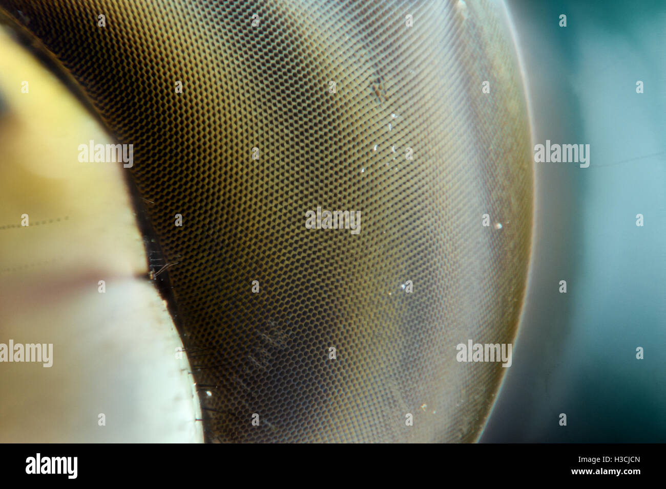 Extreme Magnification Dragonfly Compound Eye Texture Stock Photo Alamy