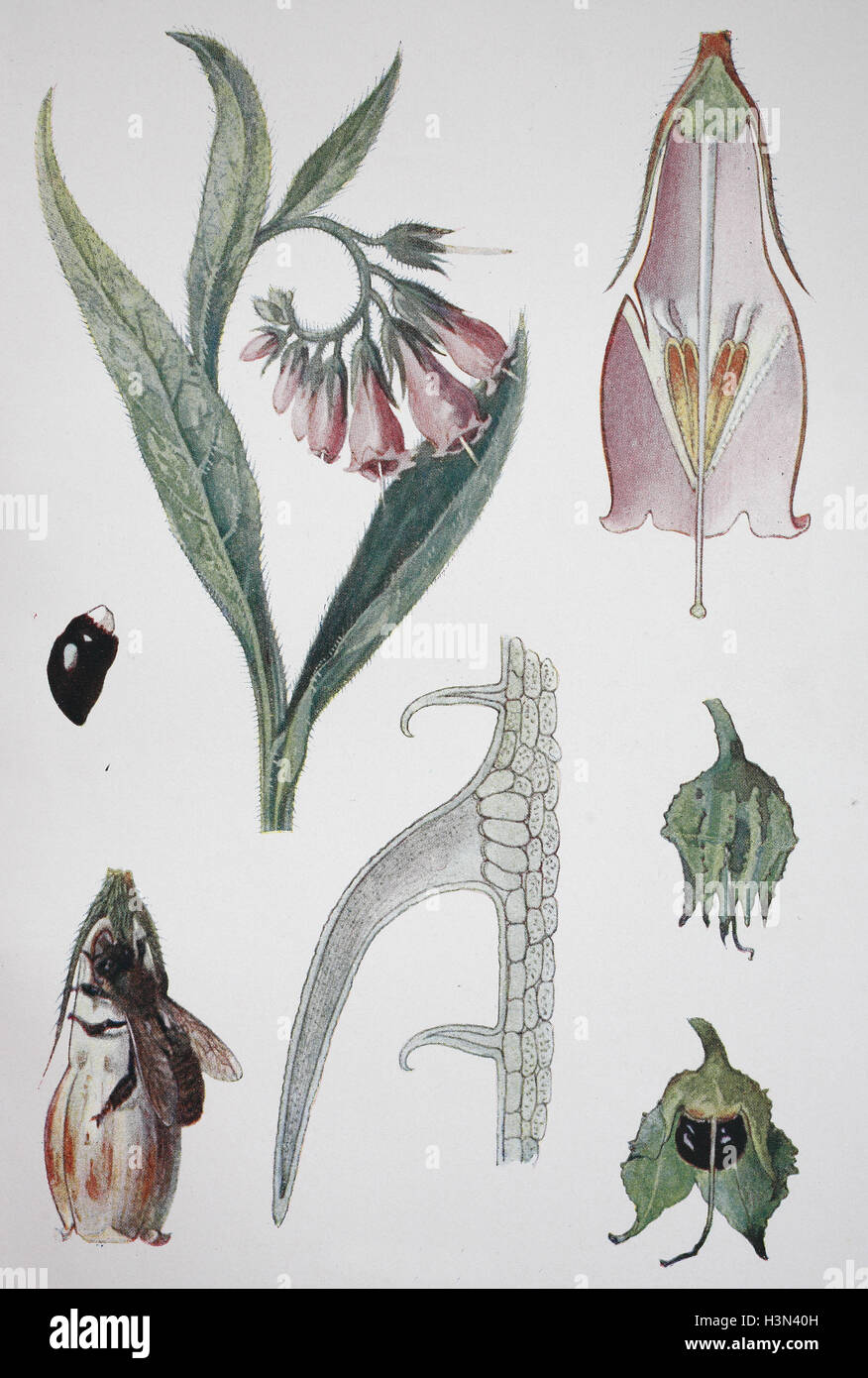 Symphytum Officinale Common Comfrey Historical Illustration