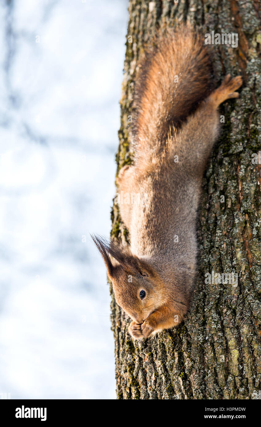 Red Squirrel And Nuts Hi Res Stock Photography And Images Alamy