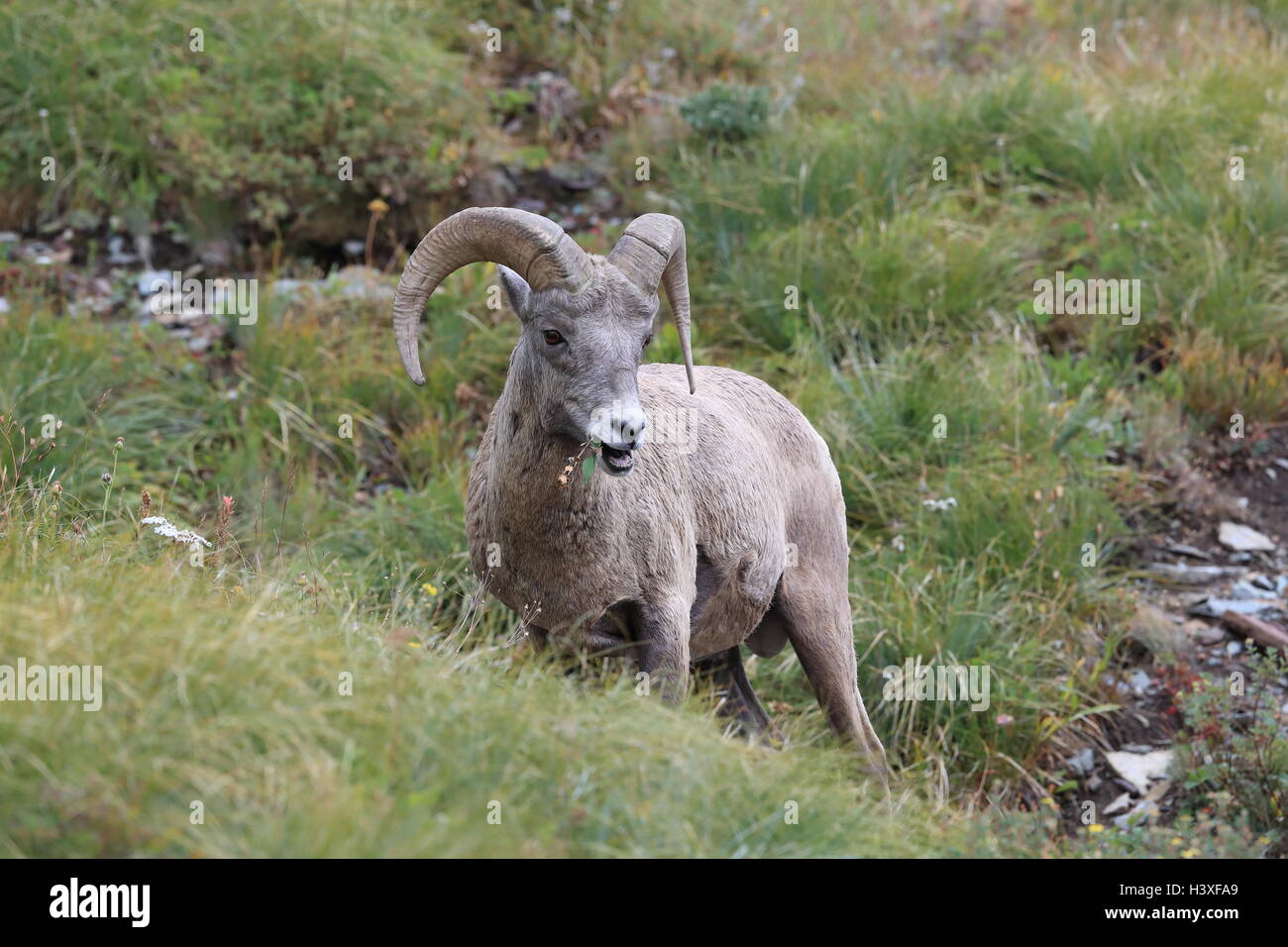 Bighorn Sheep Glacier National Park Montana Usa Stock Photo Alamy