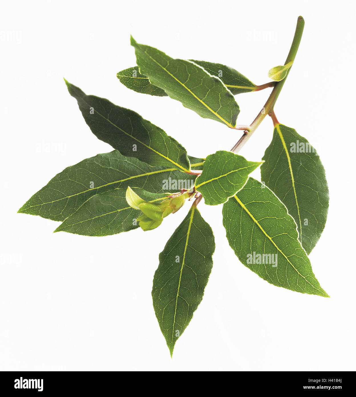 Bay leaf, Laurus nob