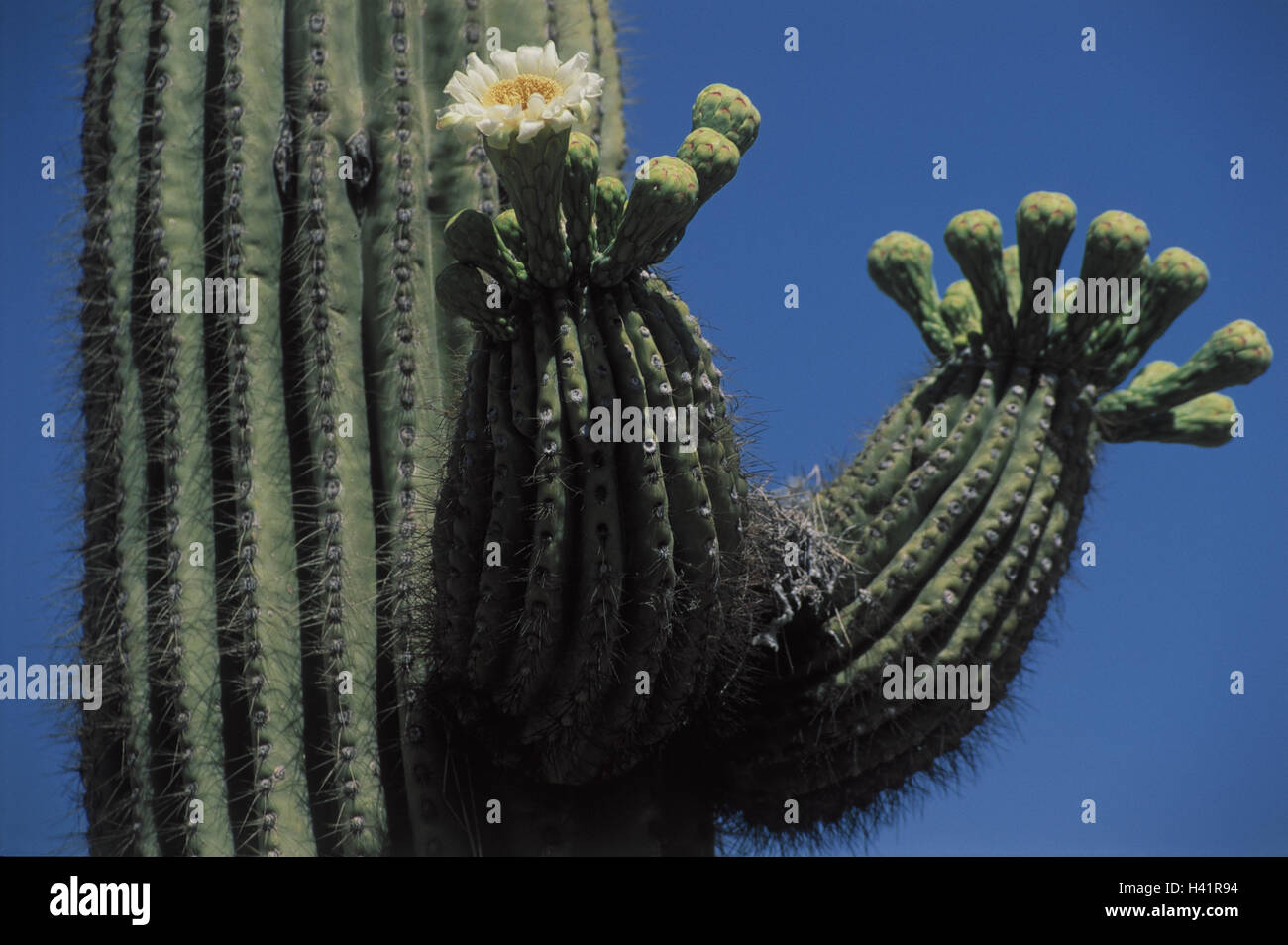 The Usa Arizona Saguaro Cactus Detail Blossom The United States