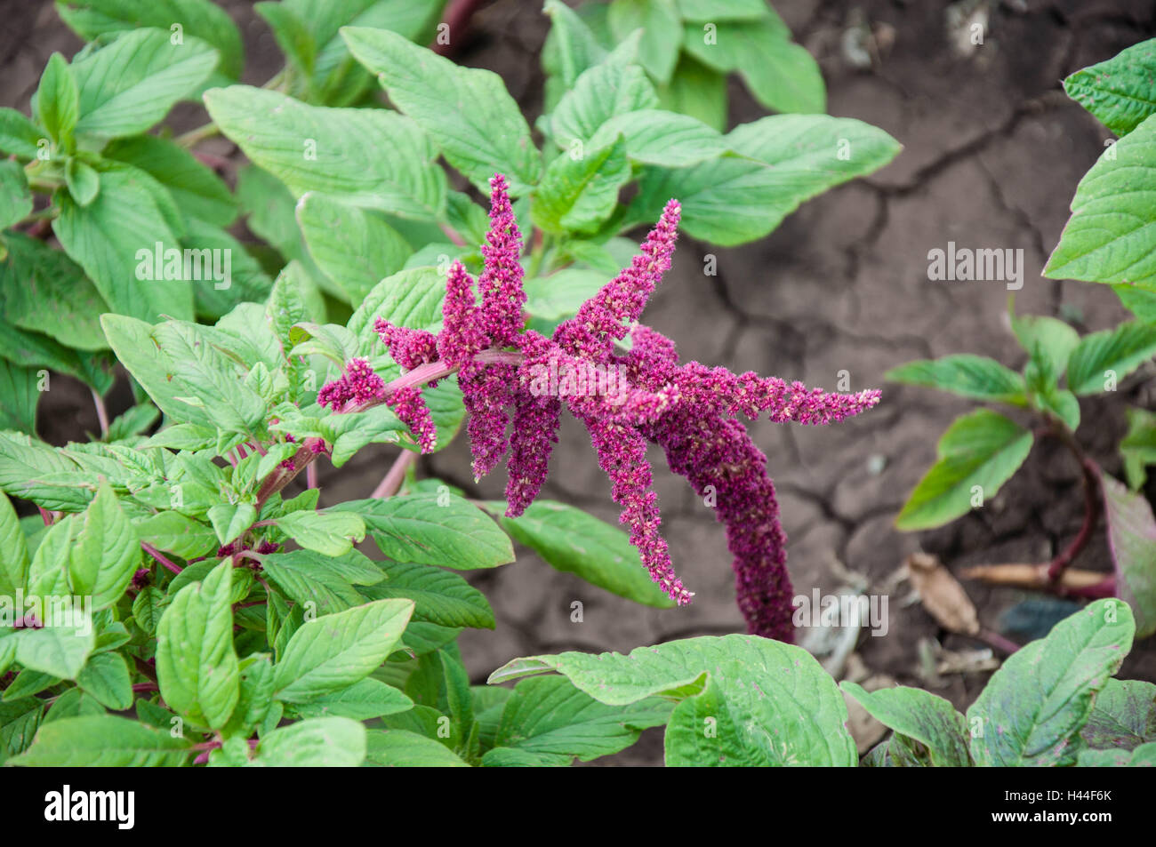 Amaranth is one of the family Amaranthaceae Stock Photo, Royalty Free Image 123030955 Alamy
