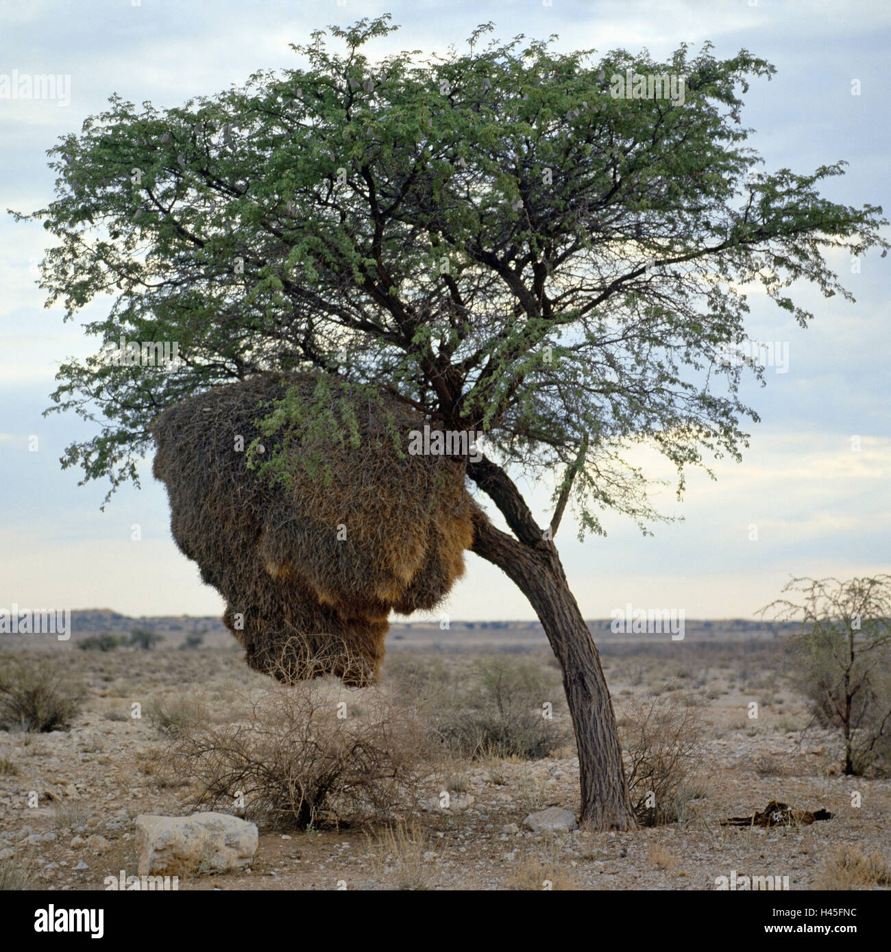 Africa Namibia Tree Webervogelnest South West Animals Wild Birds Sparrows Widahfink Weavers Nest Africa Namibia Tree Webervogelnest South West Animals Wild Birds Sparrows Widahfink Weavers Nest