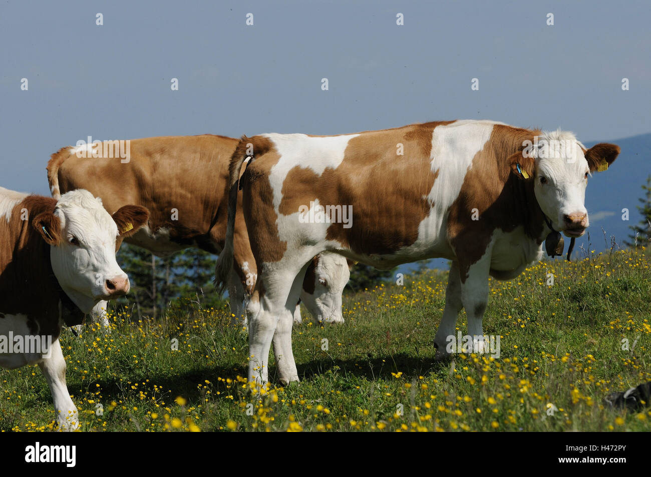 House Cattles Bos Primigenius Taurus Stand Side View View In The