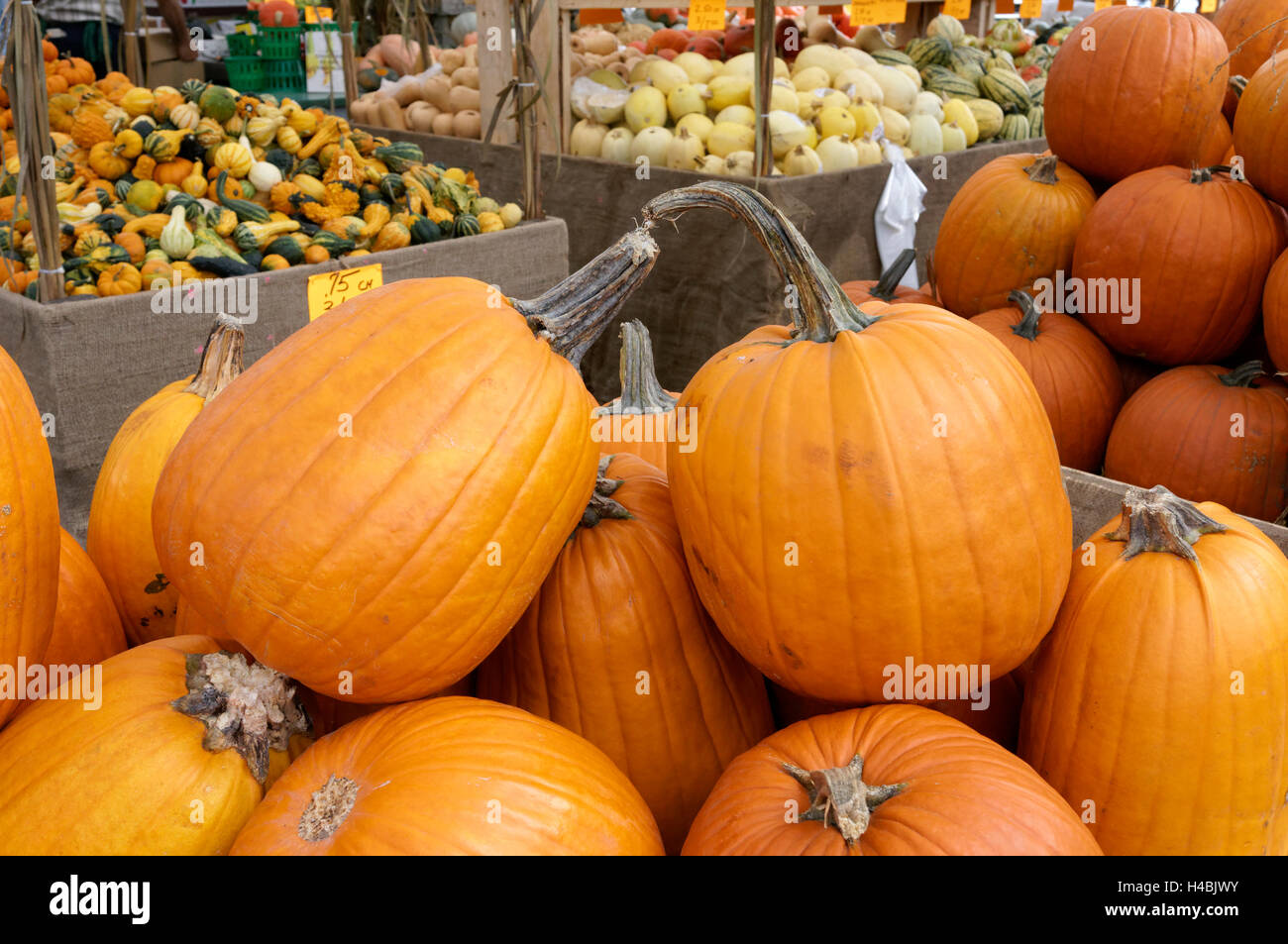 pumpkins-and-squash-for-sale-at-the-jean