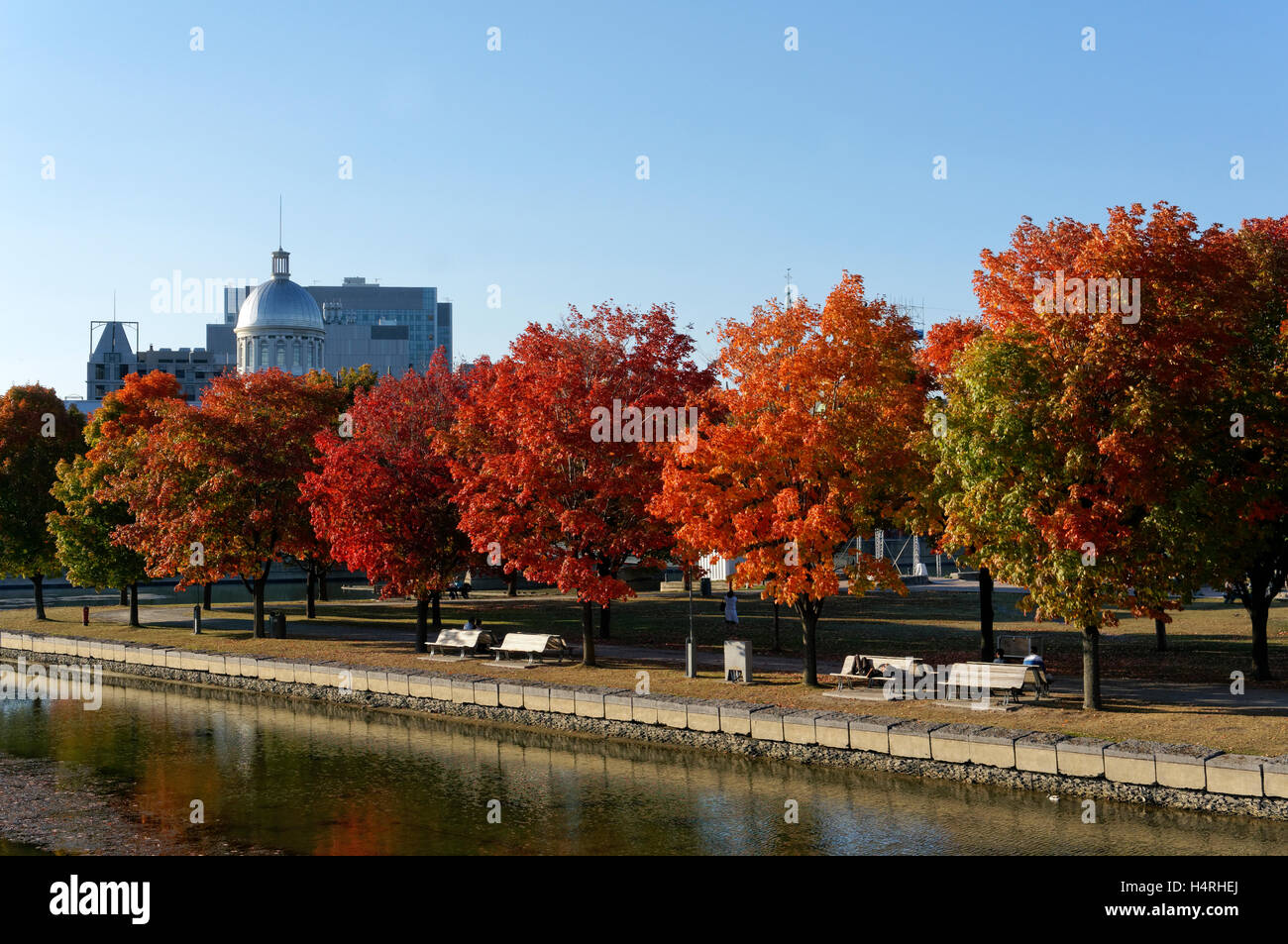 red-maple-trees-in-the-parc-du-bassin-bo