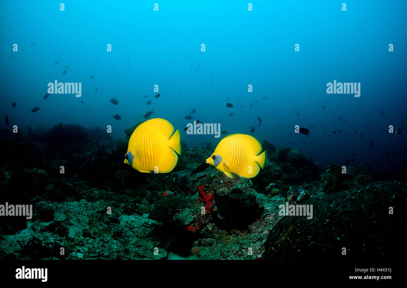 Masked Butterflyfish Or Red Sea Butterfly Fish Chaetodon Semilarvatus