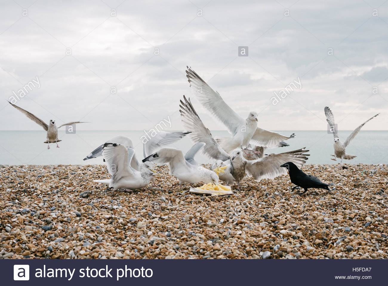 Image result for seagulls with chips
