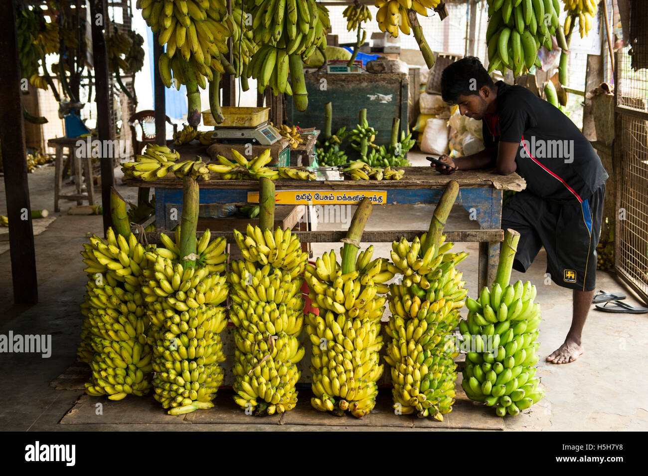 Banana store, Jaffna market, Jaffna, Sri Lanka Stock Photo, Royalty