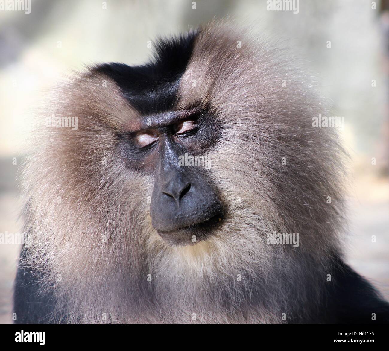 Lion Tailed Monkey Hi Res Stock Photography And Images Alamy