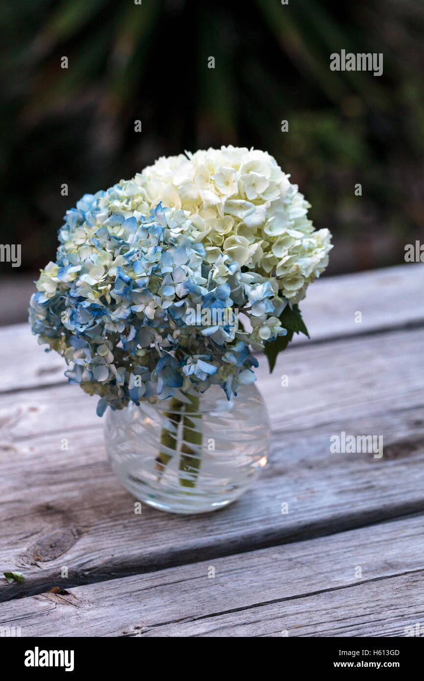 White And Blue Hydrangea Flowers In A Glass Vase On Rustic Wood Farm Table White And Blue Hydrangea Flowers In A Glass Vase On Rustic Wood Farm Table