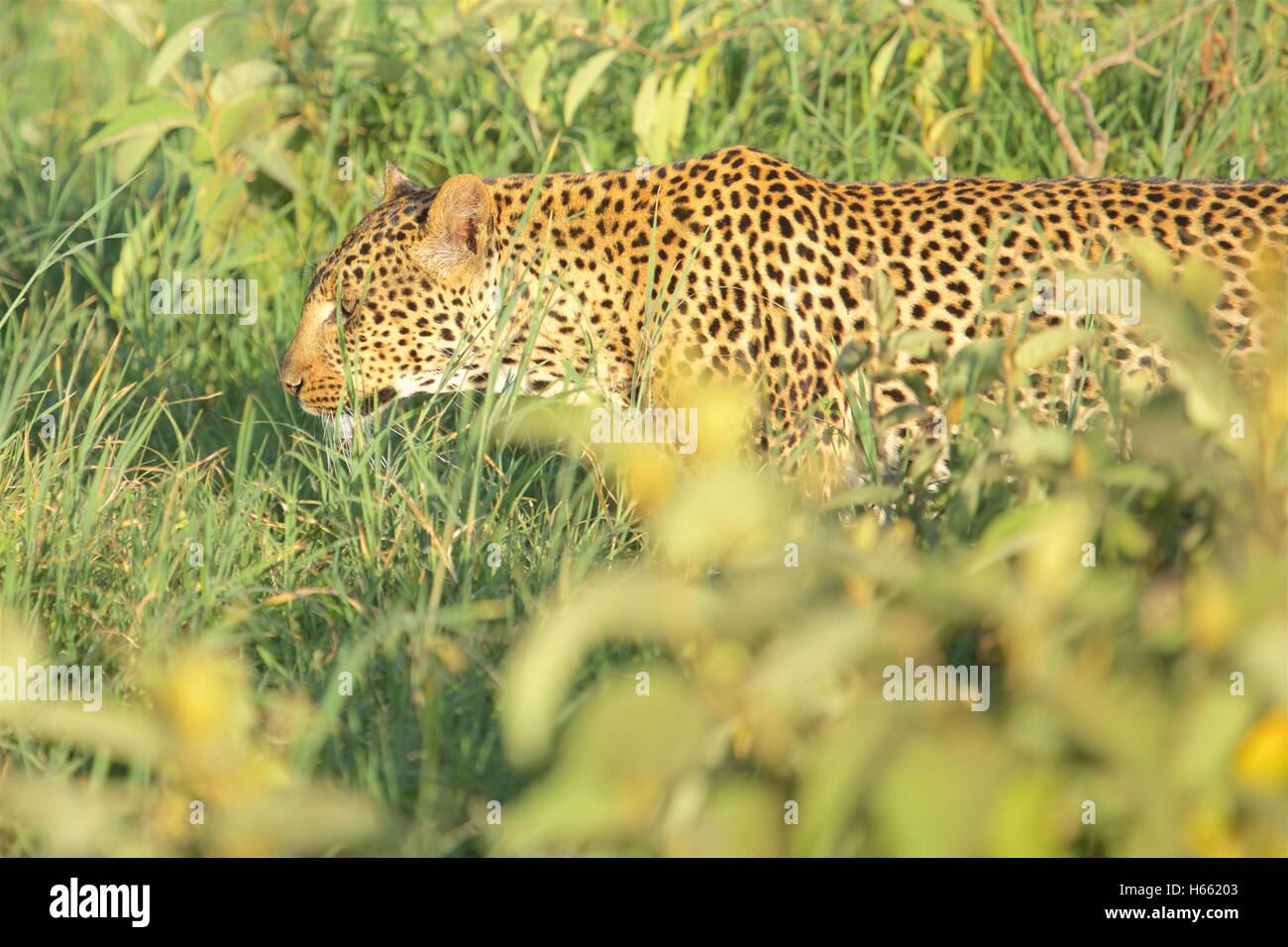 On Safari In Lake Nakuru National Park Kenya Stock Photo Alamy