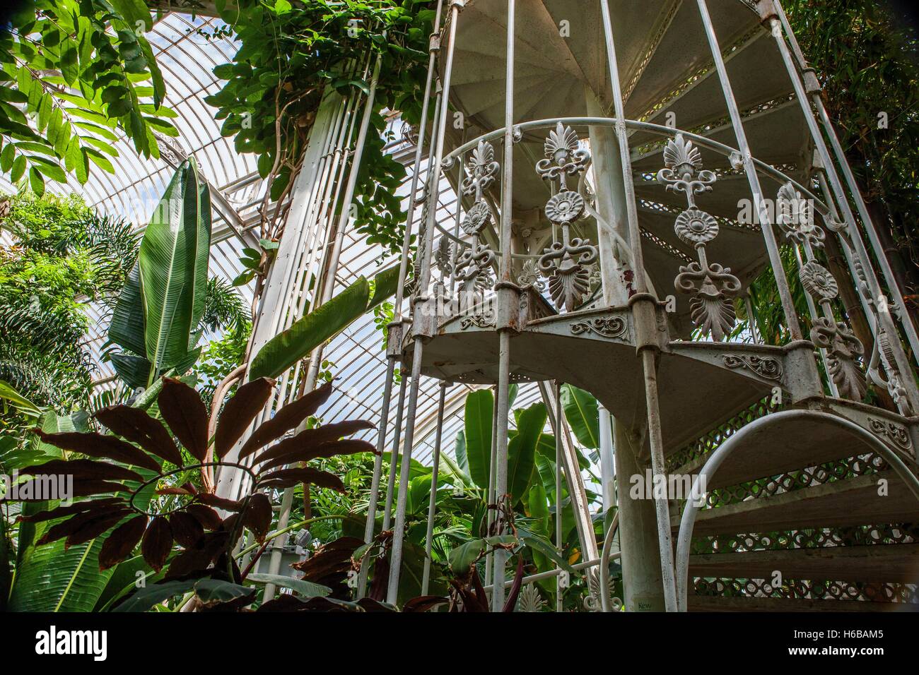 kew gardens. palm house, large greenhouse, interior view, tropical kew gardens. palm house, large greenhouse, interior view, tropical