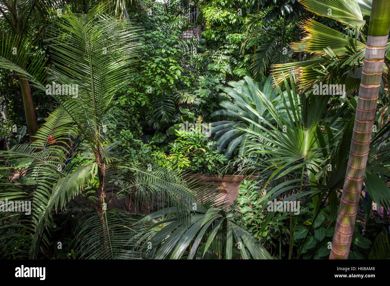 kew gardens. palm house, large greenhouse, interior view, tropical kew gardens. palm house, large greenhouse, interior view, tropical