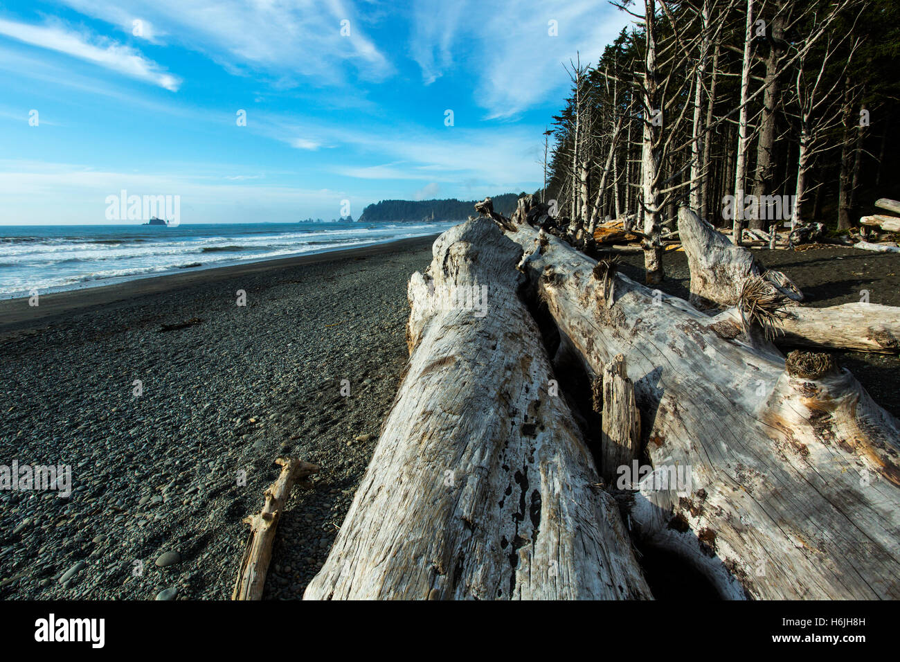 Drift Wood Rialto Beach La Push Washington Usa Olympic National Park