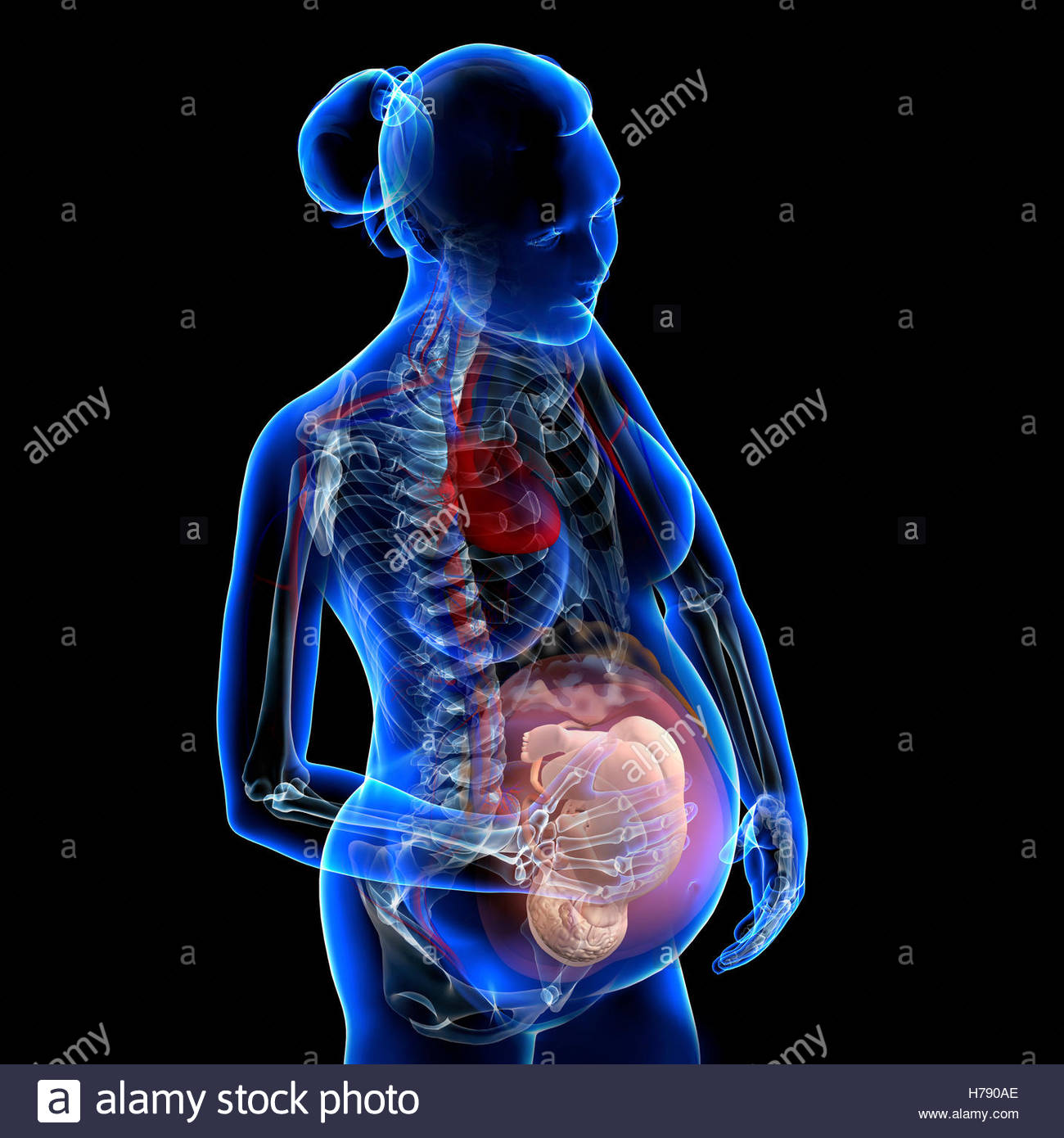 PREGNANT WOMAN, DRAWING Stock Photo, Royalty Free Image: 124973030 - Alamy