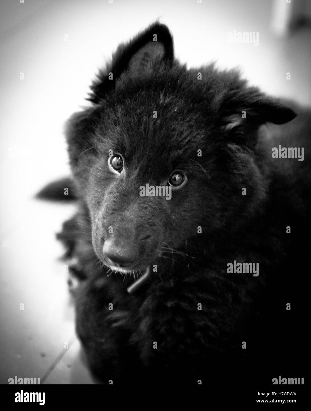 belgian shepherd laekenois rescue dog belgian shepherd groenendael puppy standing face stock photo belgian shepherd laekenois rescue dog belgian shepherd groenendael puppy standing face stock photo