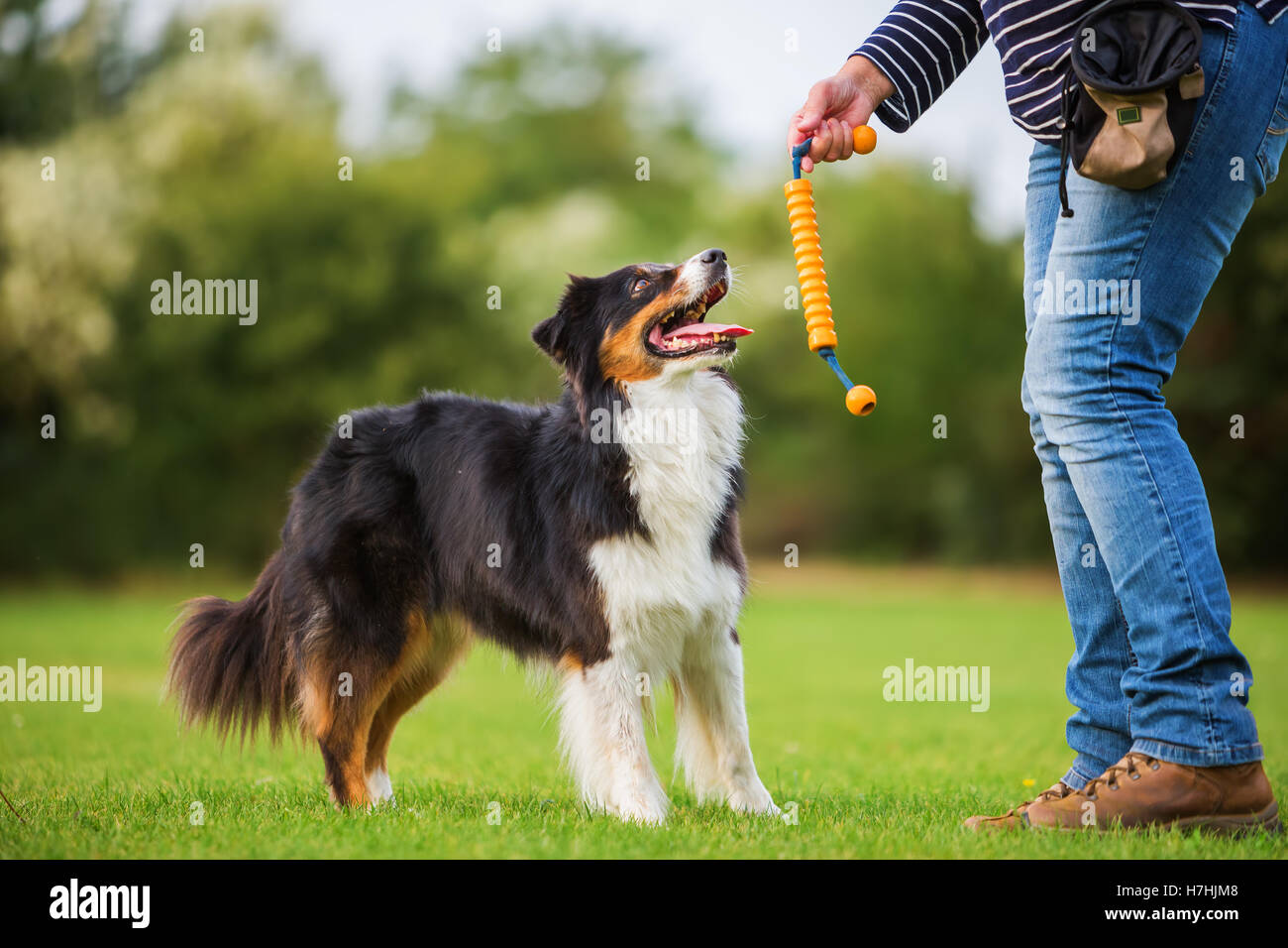 australian shepherd queensland australian train stock photos u0026 australian train stock images alamy australian shepherd queensland australian train stock photos u0026 australian train stock images alamy
