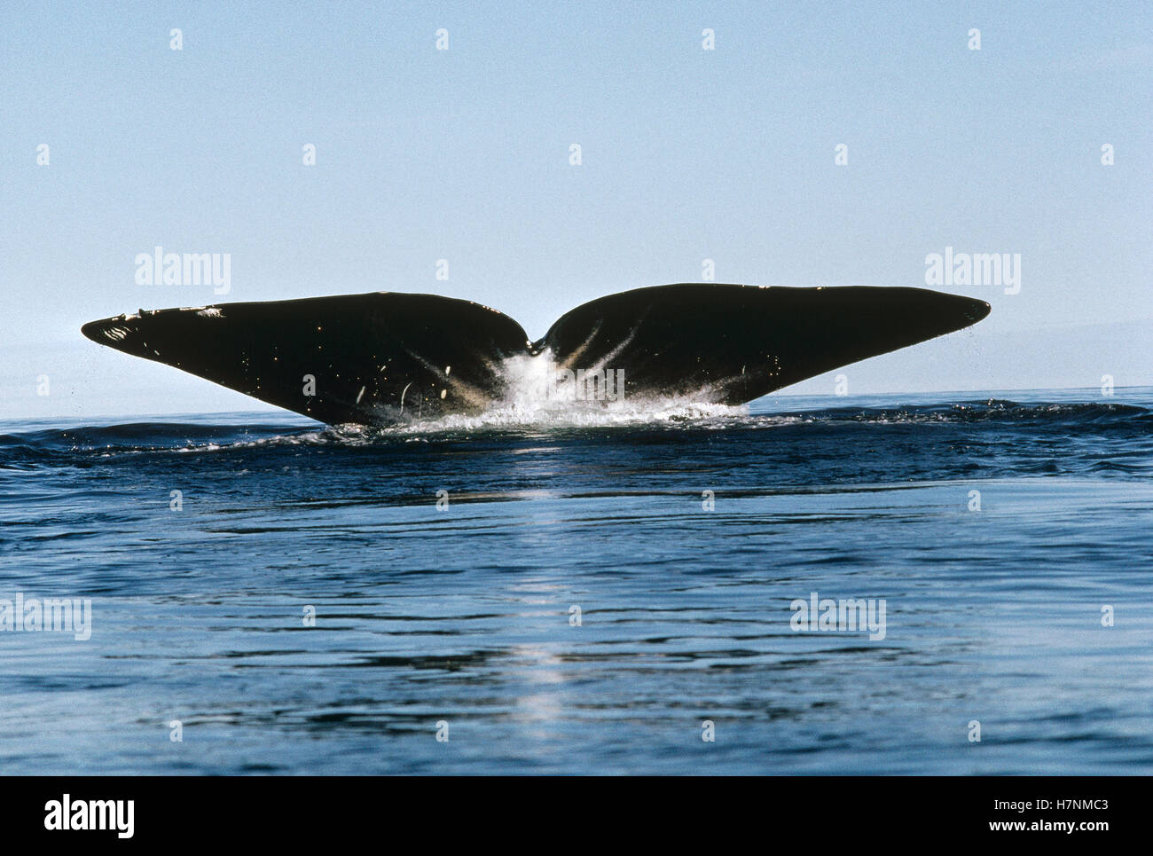 Bowhead Whale Balaena Mysticetus Tail Baffin Island Nunavut Canada