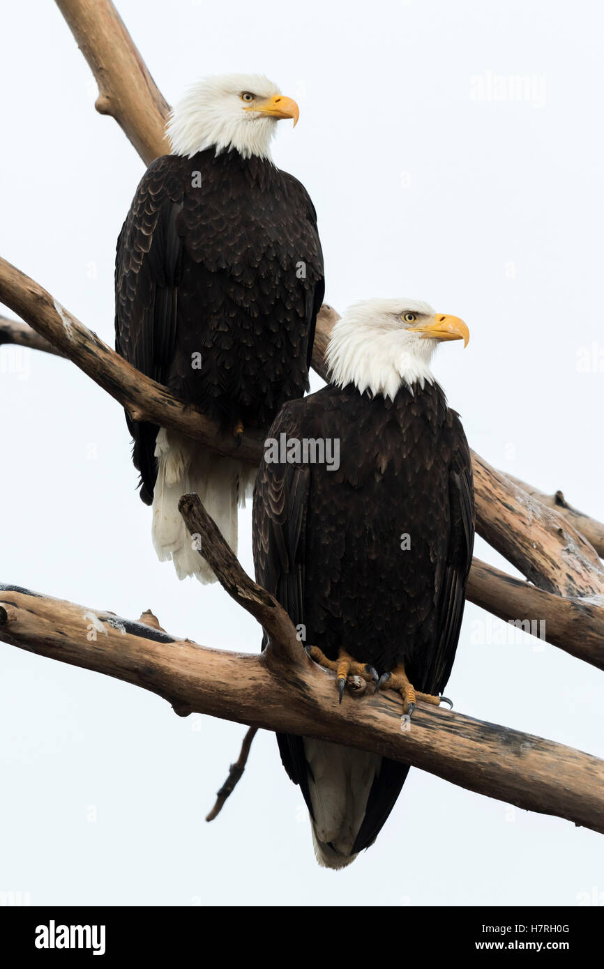 A Pair Of Mated Adult Bald Eagles Haliaeetus Leucocephalus Perch In A