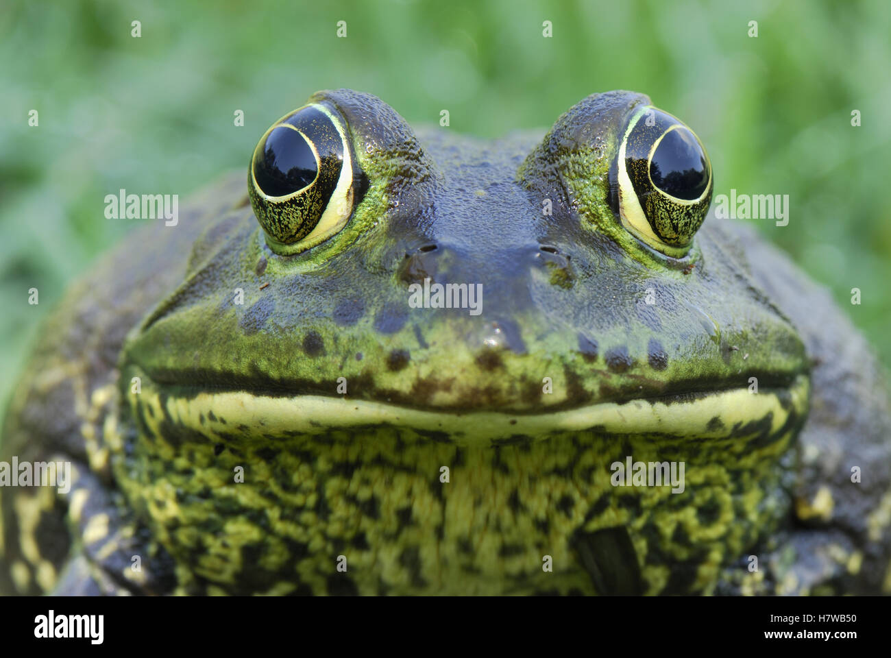 American Bullfrog Rana Catesbeiana Portrait Reserva Natural Laguna