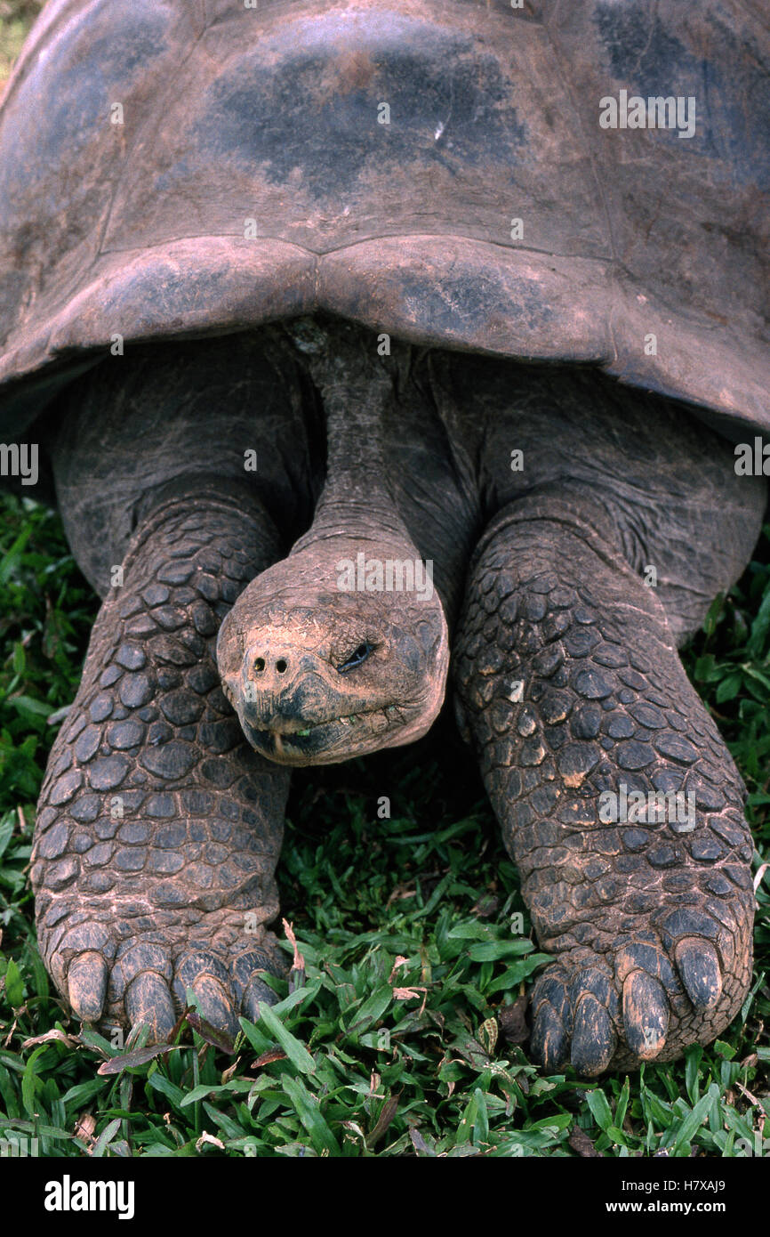 Volcan Alcedo Giant Tortoise Chelonoidis Nigra Vandenburghi Basking