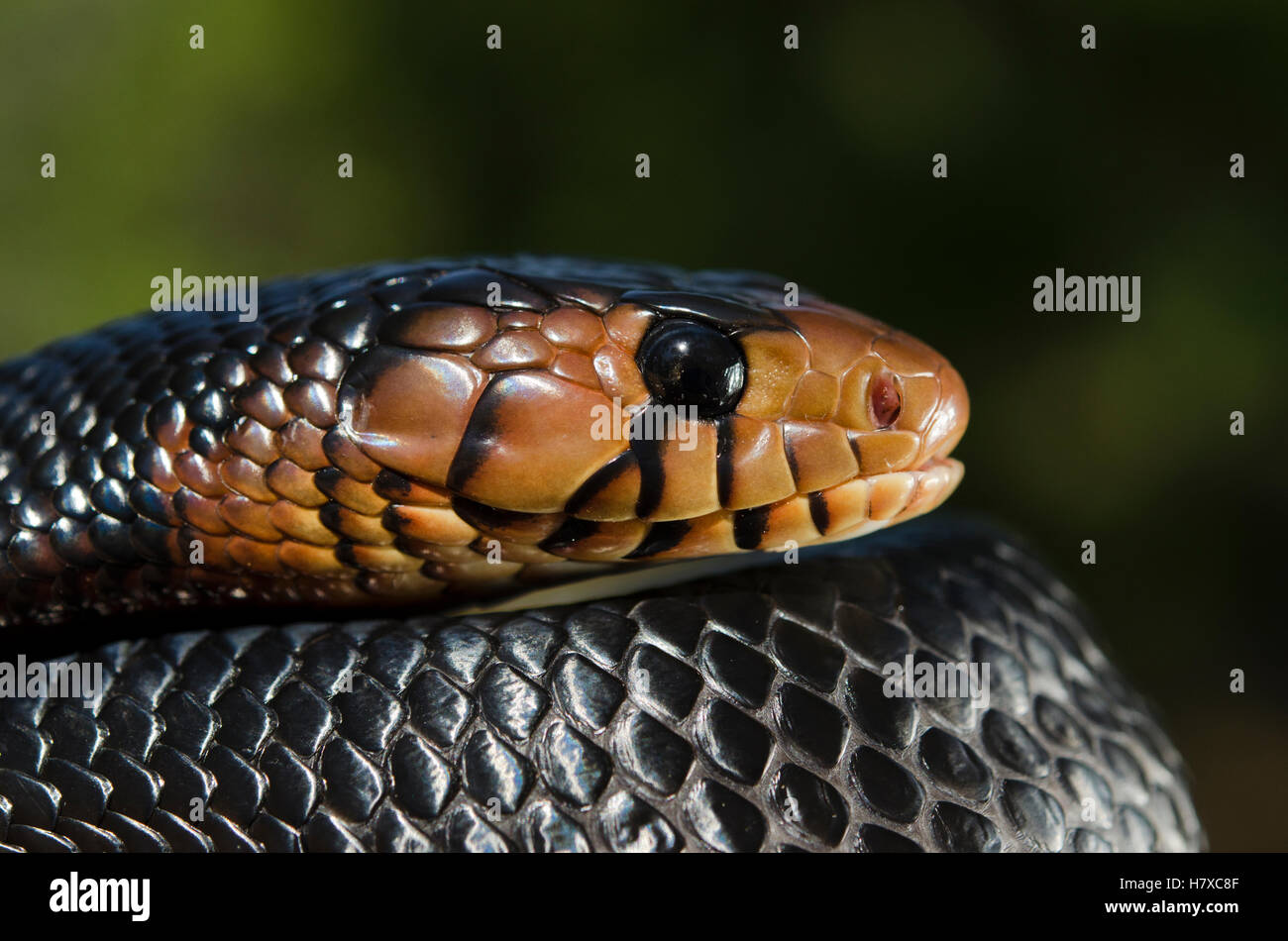 Eastern Indigo Snake Drymarchon Corais Couperi Juvenile Native To