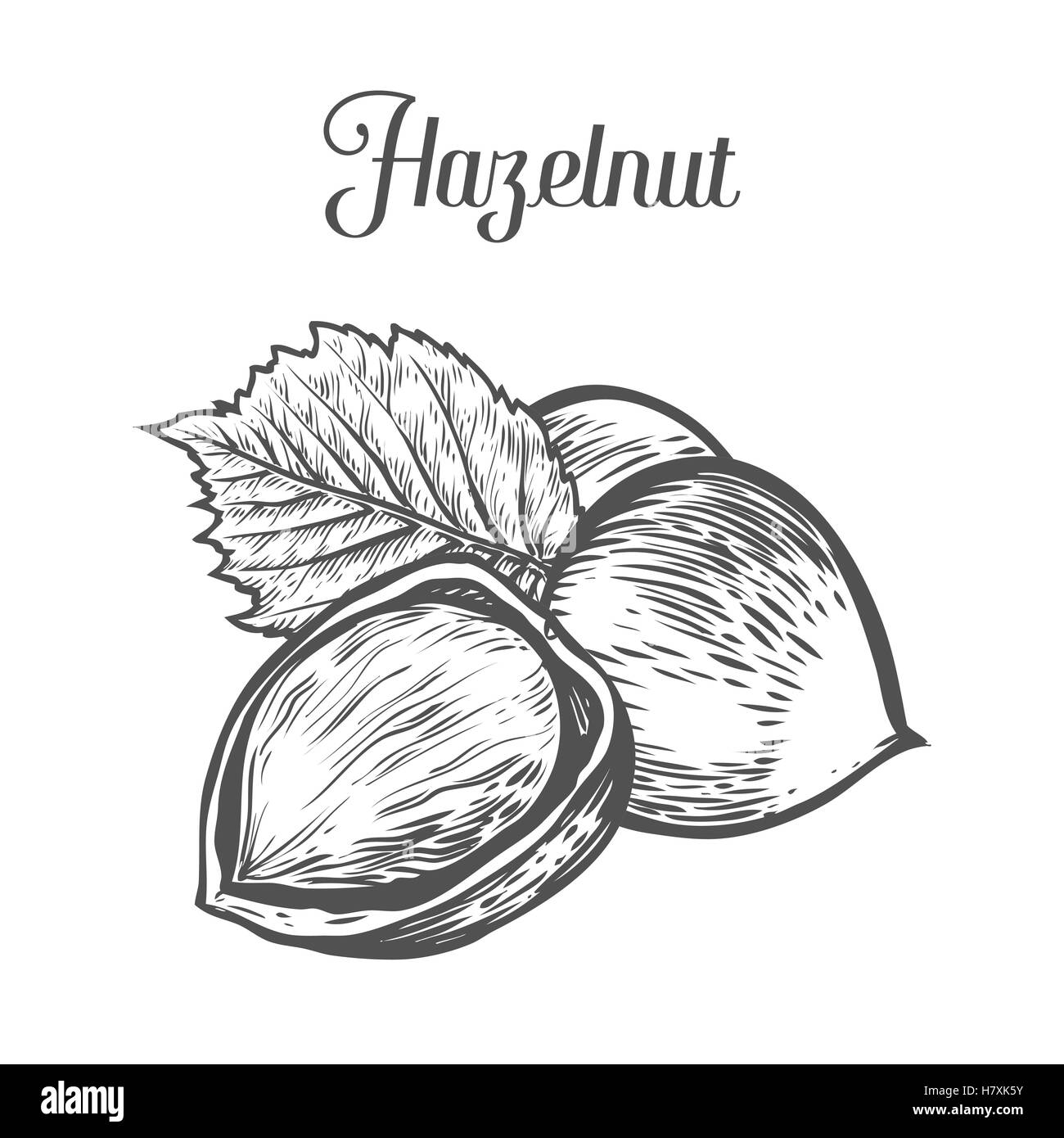 Hazelnut nut seed vector. Isolated on white background. Hazelnut Stock