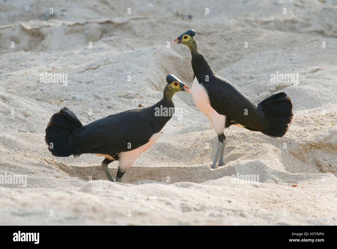 Maleo Macrocephalon Maleo Breeding Pair Sulawesi Indonesia Stock