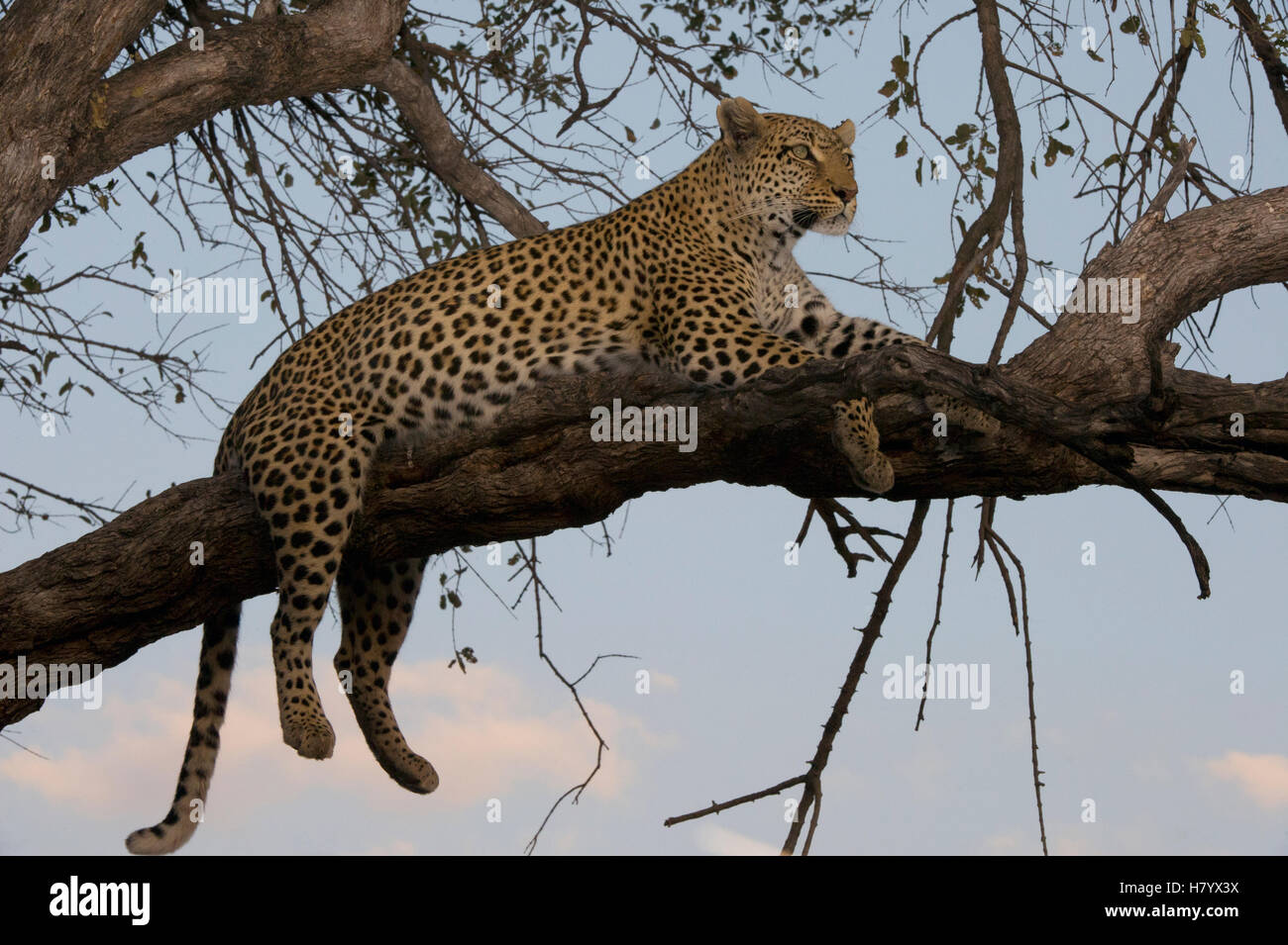 Leopard Panthera Pardus Female In Tree Moremi Game Reserve Okavango