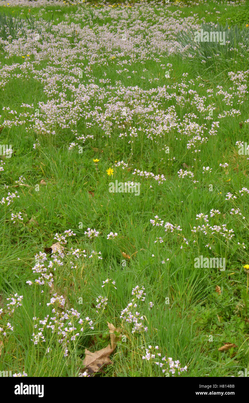 Germander Speedwell Veronica Chamaedrys Stock Photo Alamy