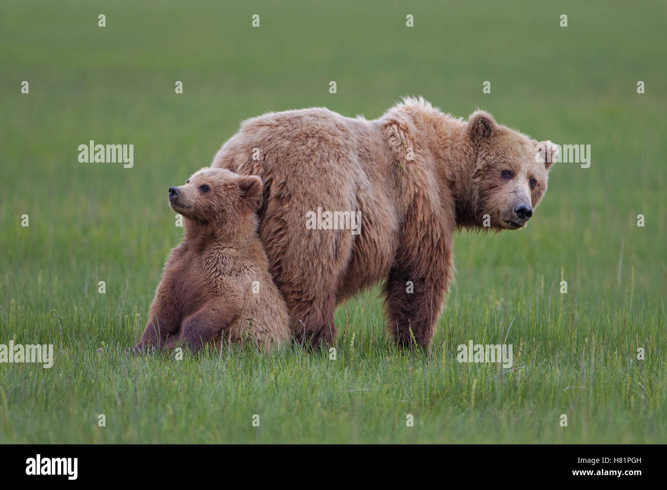 Grizzly Bear Ursus Arctos Horribilis Mother With Cub Lake Clark