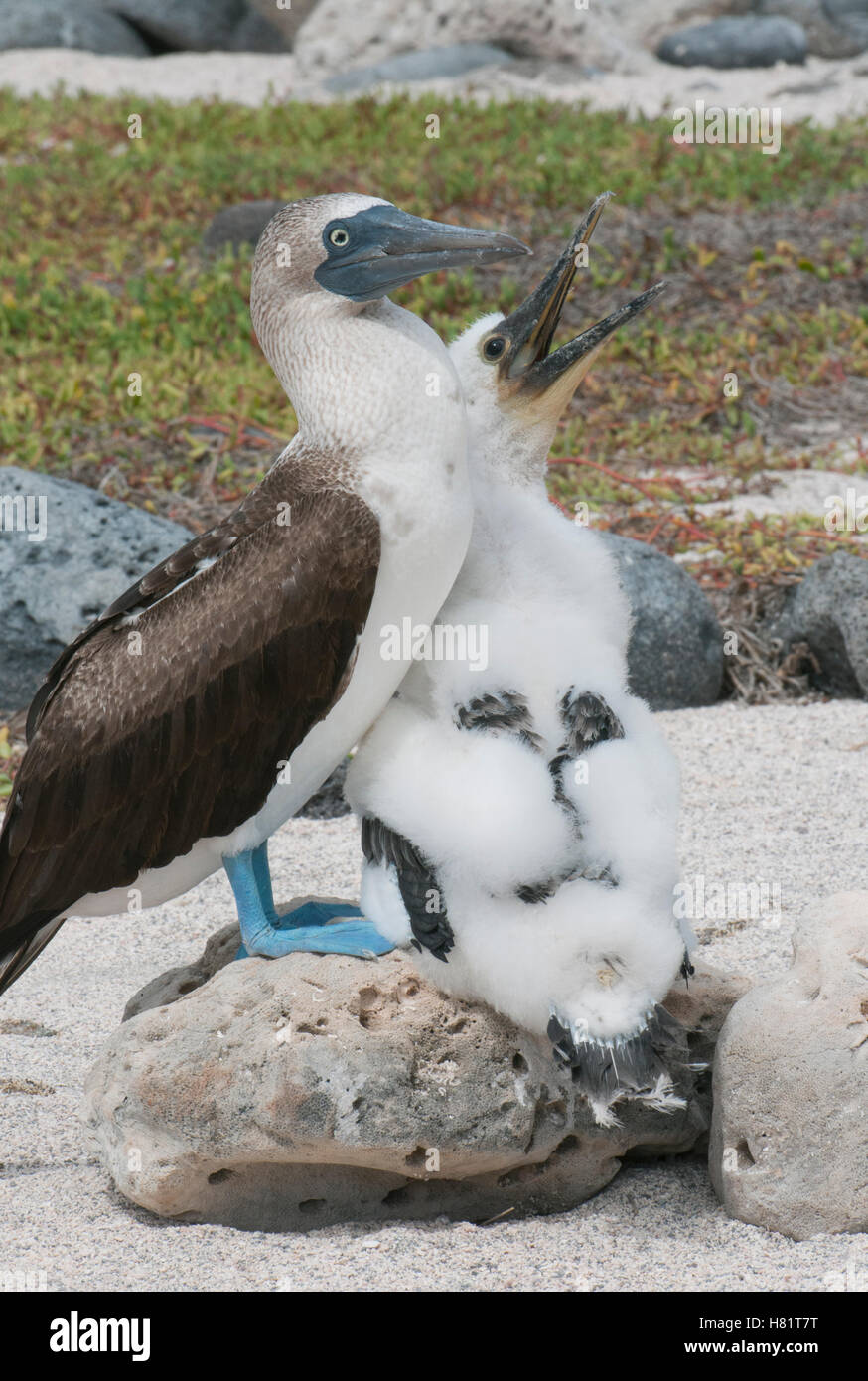 Blue Footed Booby Sula Nebouxii Parent With Begging Chick North