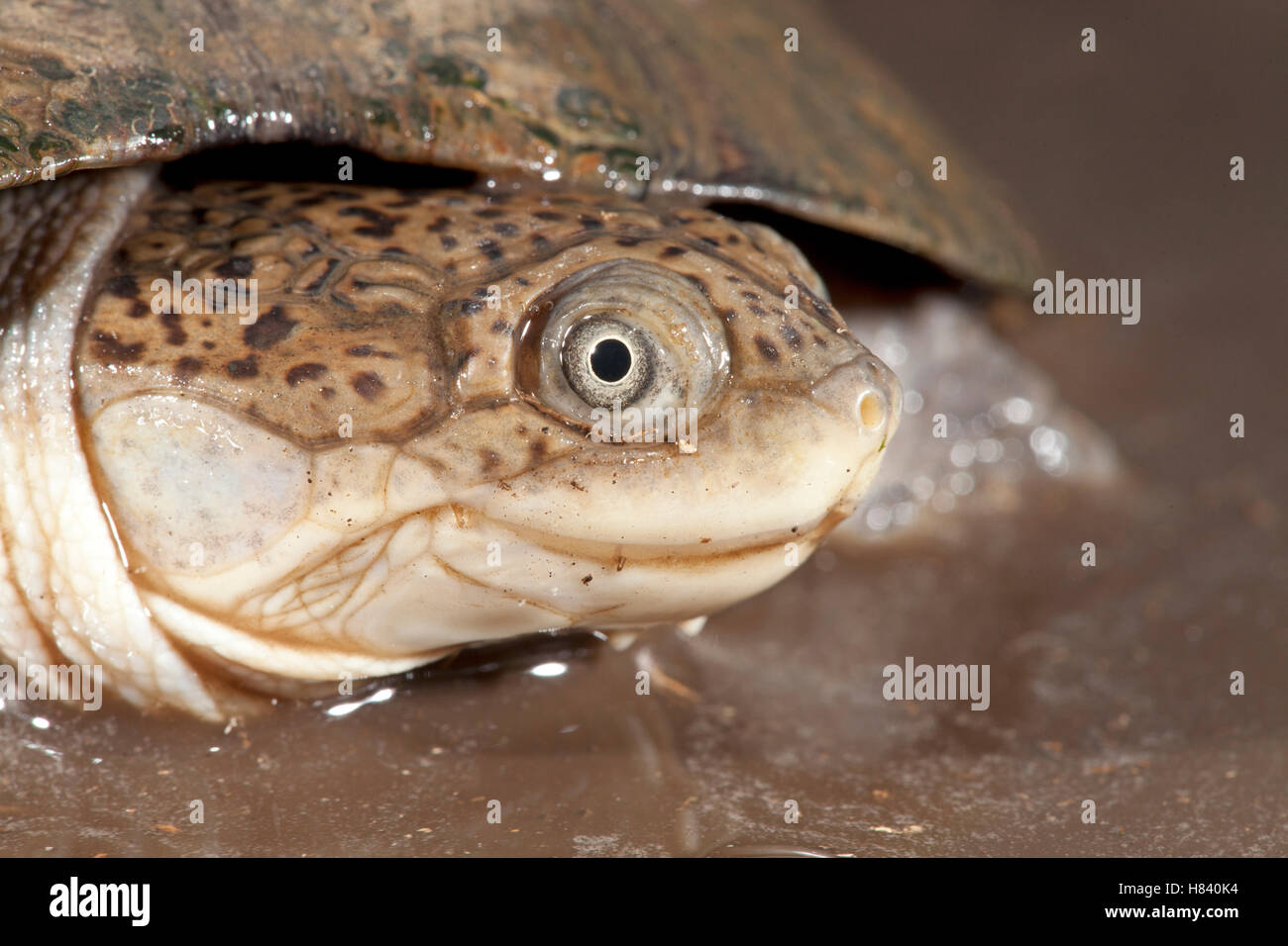 African Helmeted Turtle Pelomedusa Subrufa Hluhluwe IMfolozi Park