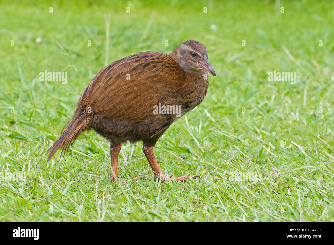 Weka Gallirallus Australis New Zealand Stock Photo Alamy