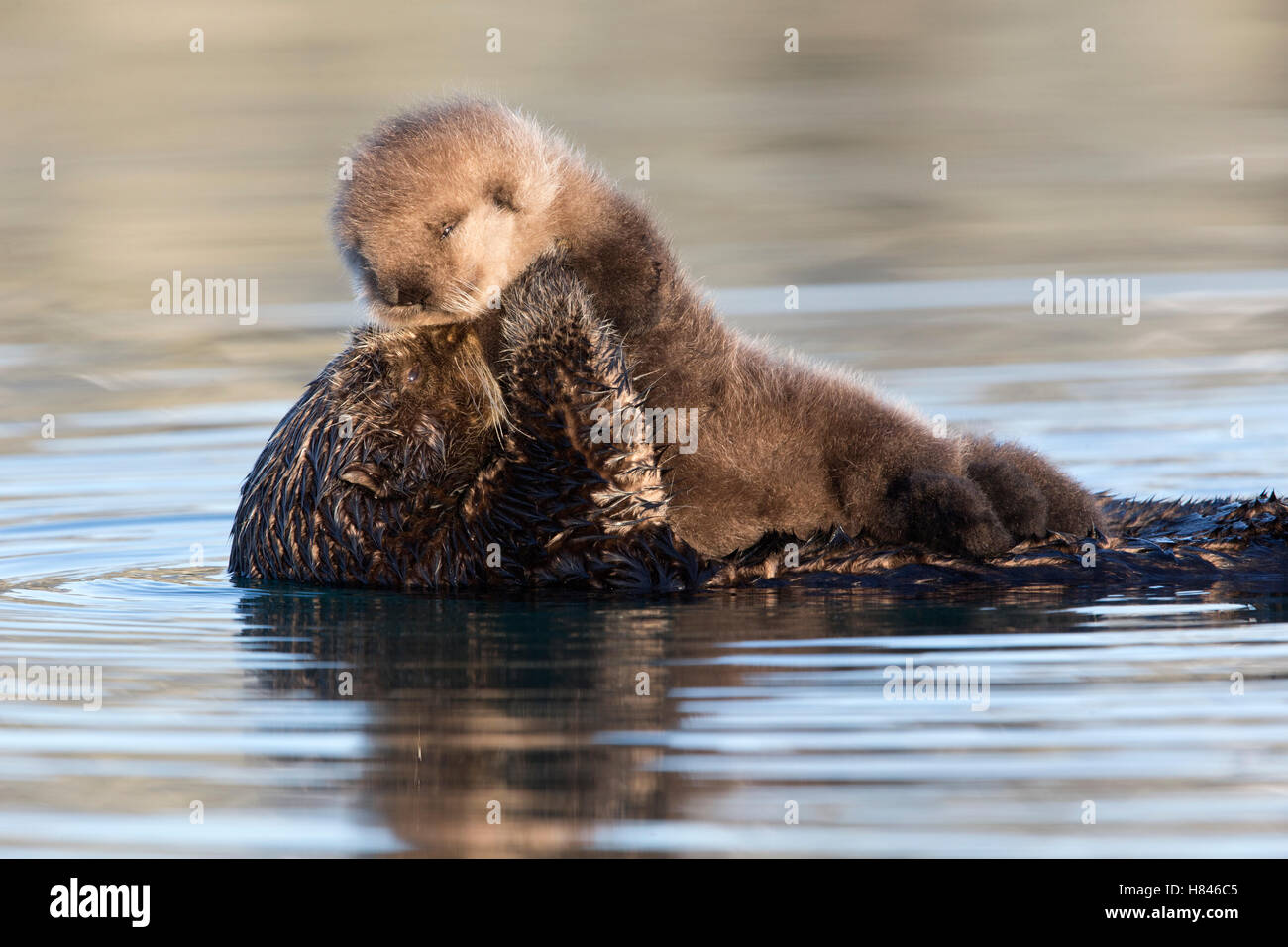 Sea Otter Enhydra Lutris Mother And Pup Prince William Sound Alaska