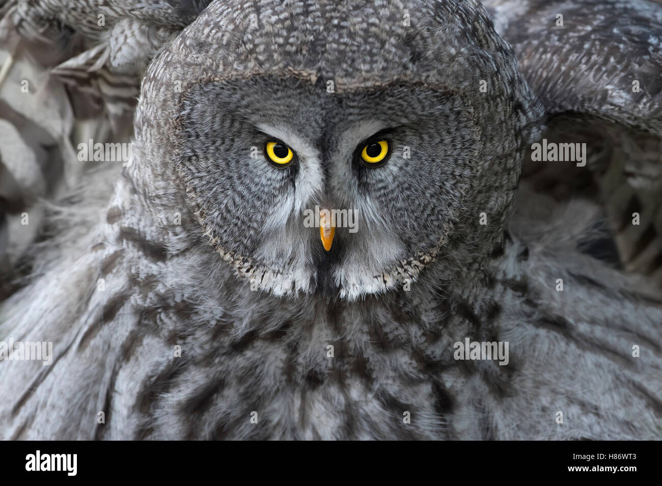 Great Gray Owl Strix Nebulosa Spreading Wings Germany Stock Photo