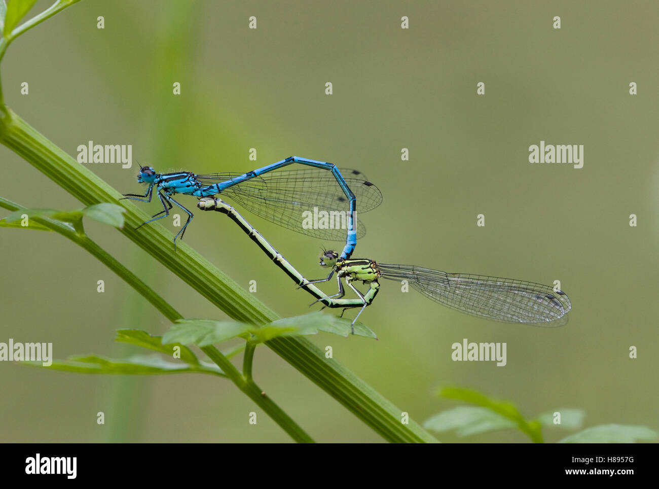 Azure Damselfly Coenagrion Puella Pair Mating Sussex England Stock