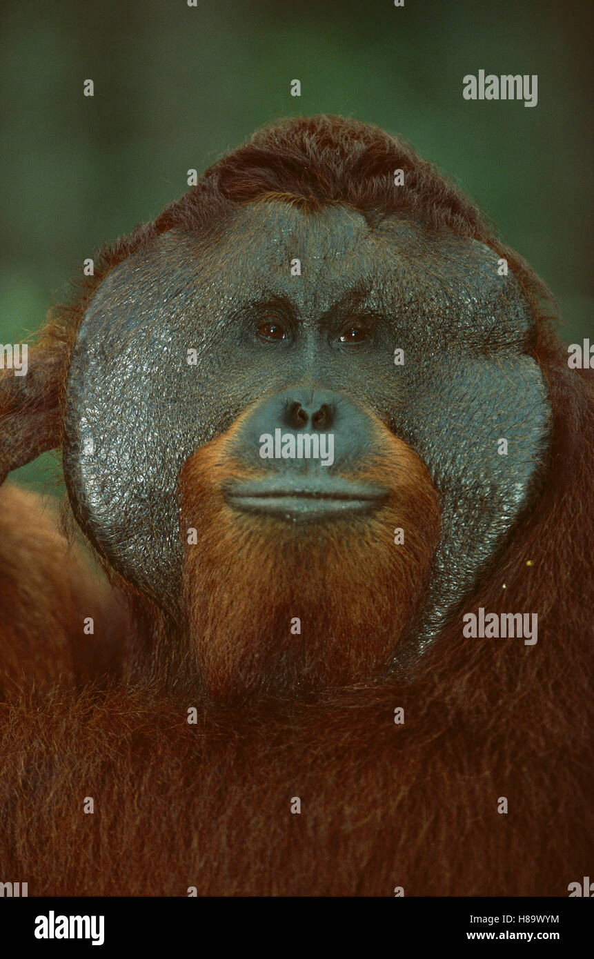 Orangutan Pongo Pygmaeus Portrait Of Adult Male With Large Cheek Pads