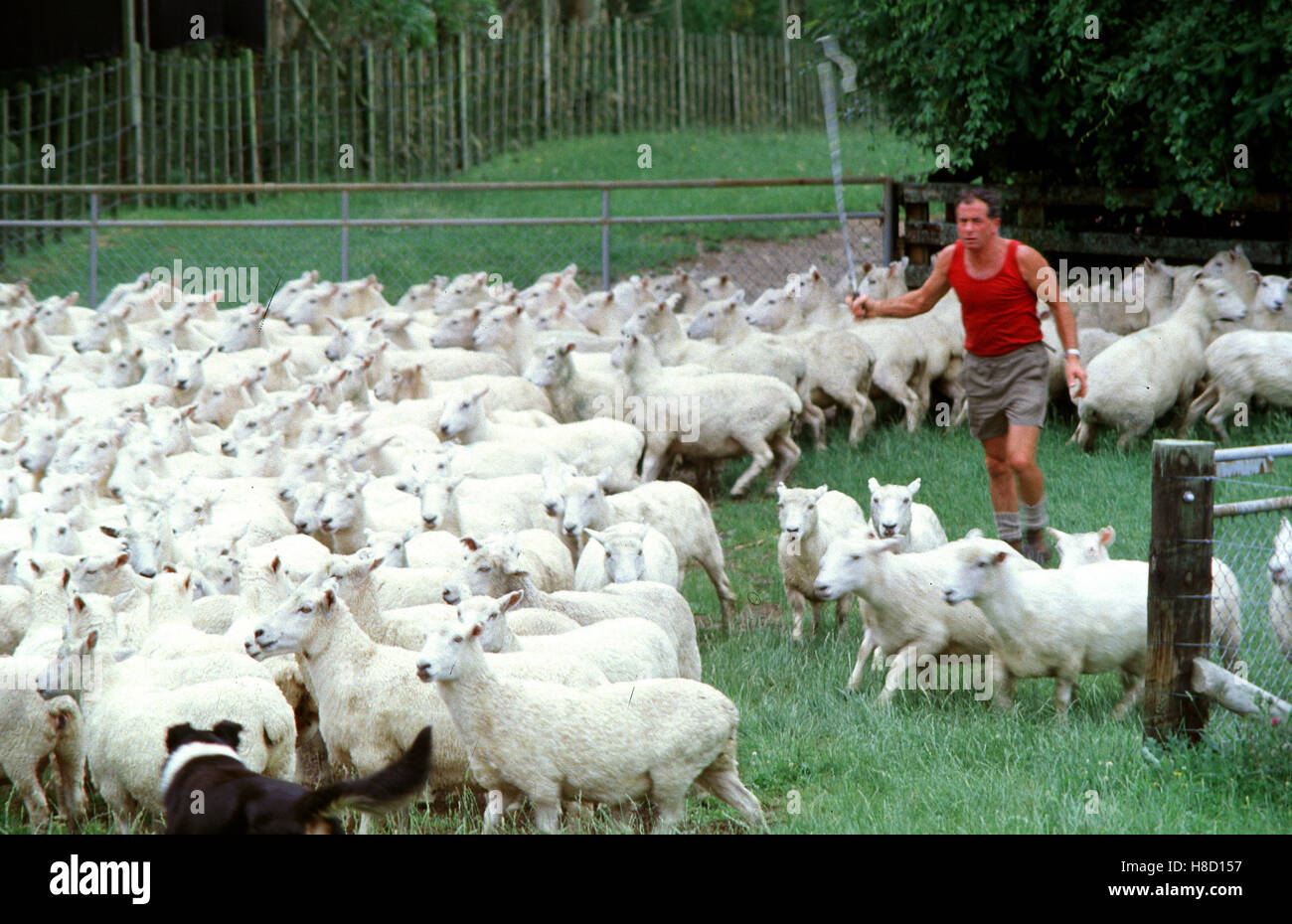 {Herde
46} Schaffarm in Neuseeland. Key: New Zealand, Schafzucht, Schaf-Farm ... | {Herde
46}