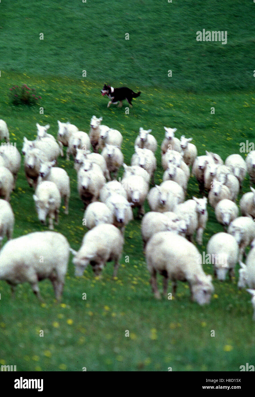 {Herde
55} Schaffarm in Neuseeland. Key: New Zealand, Schafzucht, Schaf-Farm ... | {Herde
55}