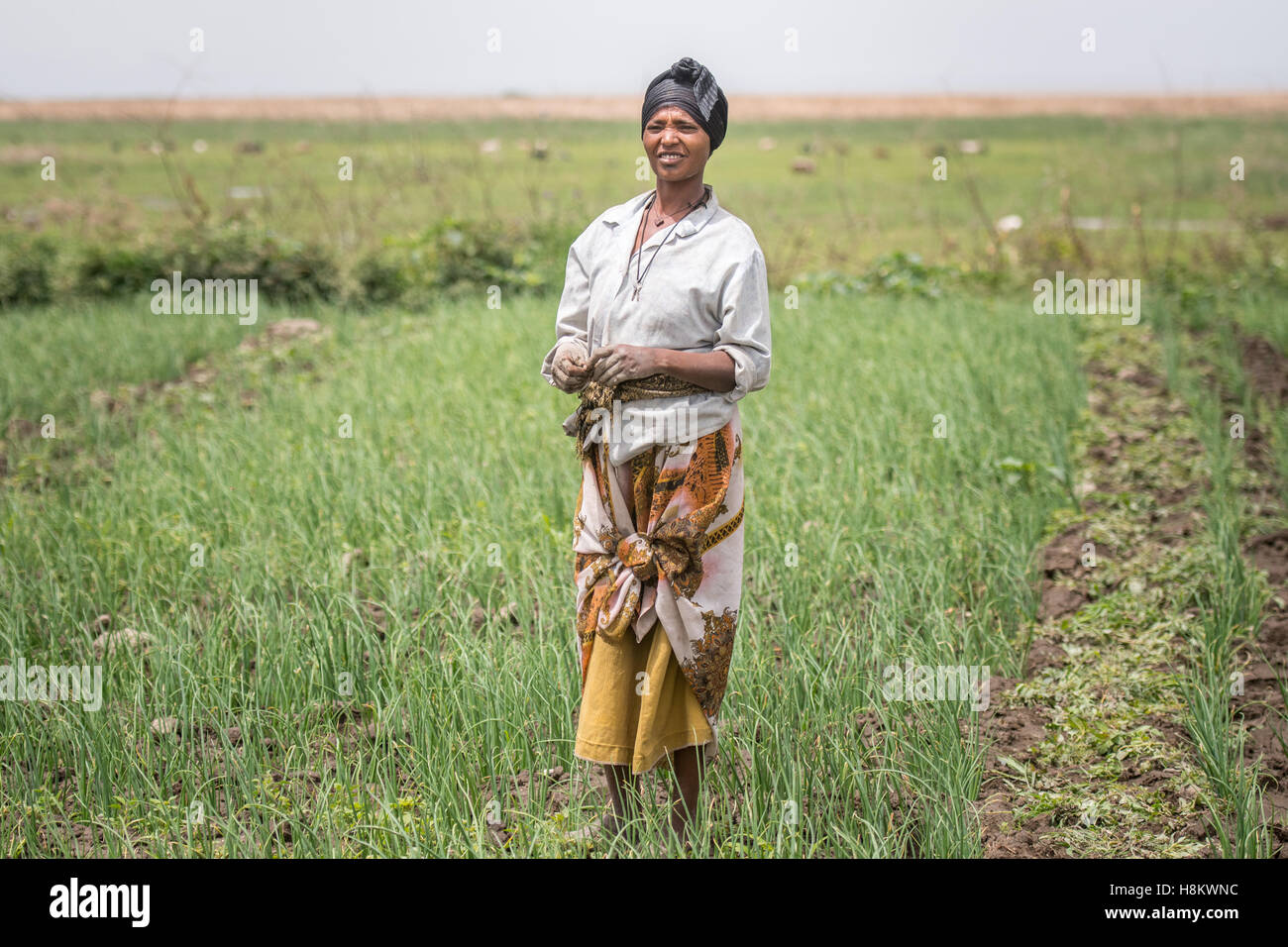 Meki Batu, Ethiopia Female worker weeding onion fields at the Fruit Stockfoto, Lizenzfreies