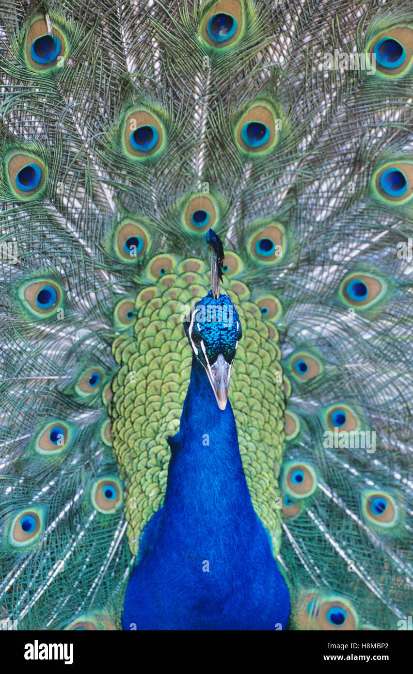 Peacock displaying feathers closeup Stock Photo, Royalty Free Image
