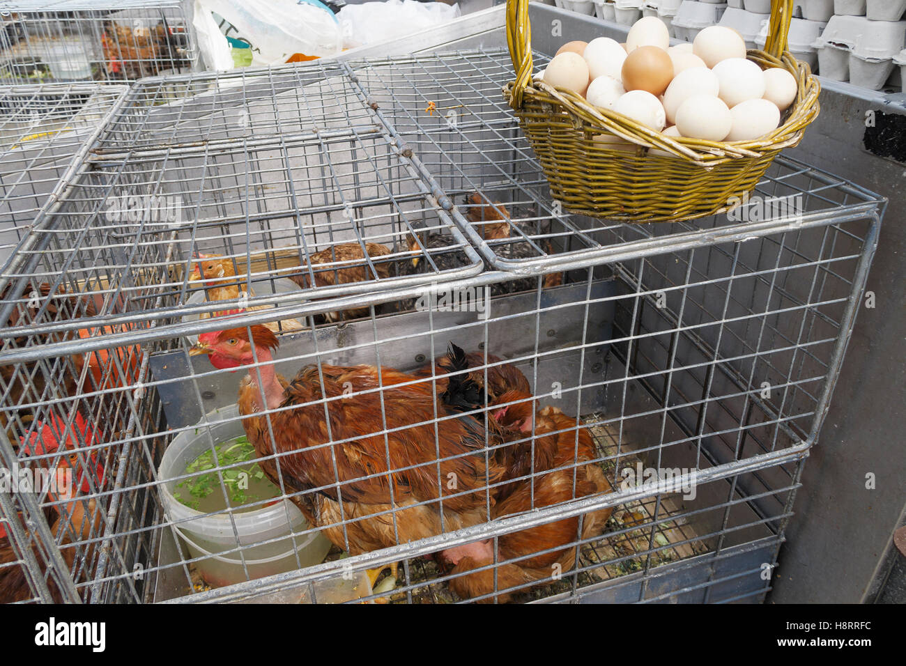 Live chickens on a cage for sale at a farmer's market Stock Photo