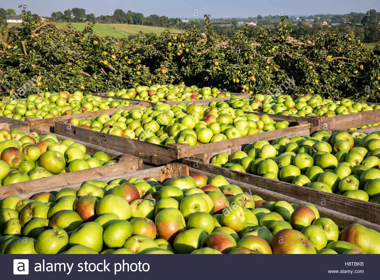 Apple farming in County Armagh, Northern Ireland Stock Photo, Royalty