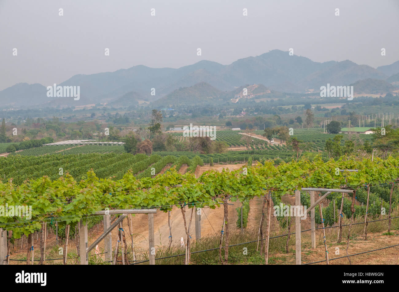 Hua Hin Hills Vineyards Outside Hua Hin In Thailand Stock Photo Alamy