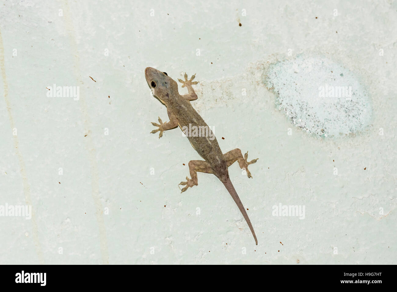 a tropical house gecko stock photo, royalty free image: 126361700 a tropical house gecko stock photo, royalty free image: 126361700